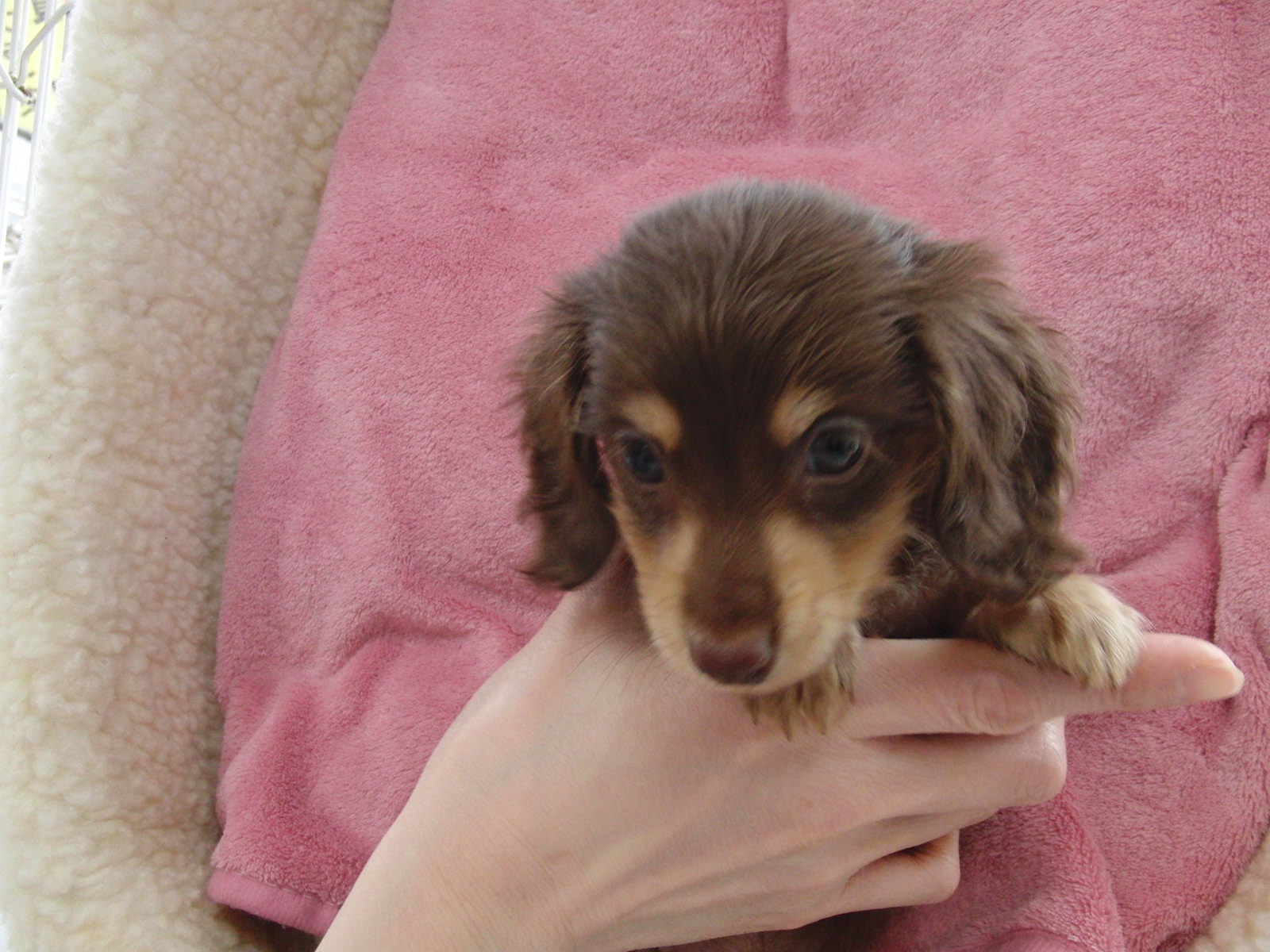 カニンヘンダックス チョコクリーム♂【M-0077】 - ミニチュアダックス