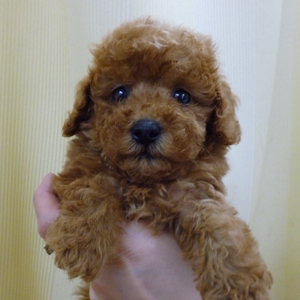 トイプードル　レッド♂【P-0020】